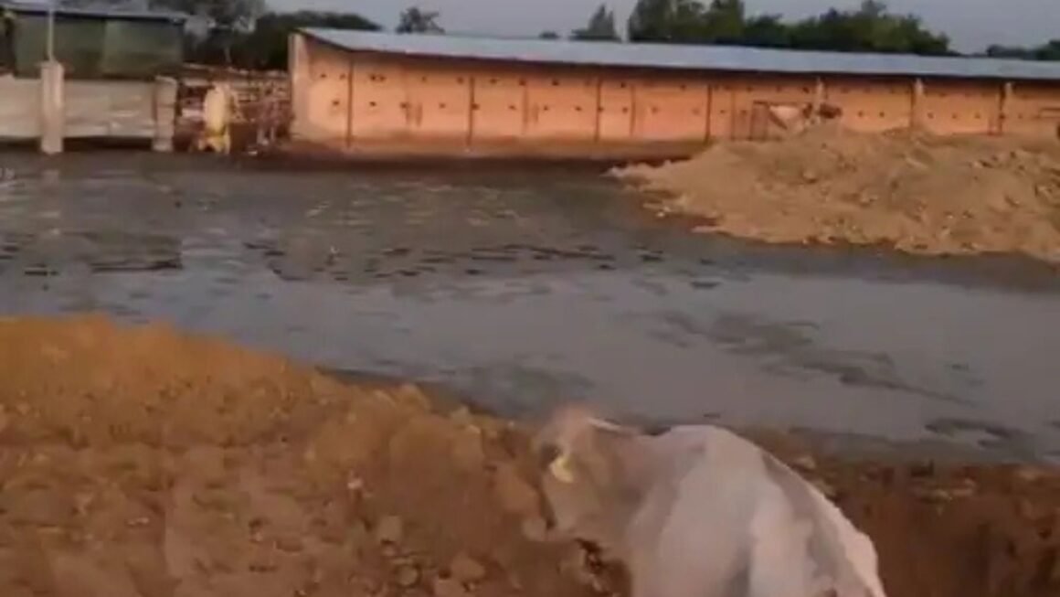 गोंडा के रूद्रगढ़ नौशी गौशाला में जलभराव की समस्या से राहत: DM के निर्देश पर शुरू हुई मिट्टी पटाई
