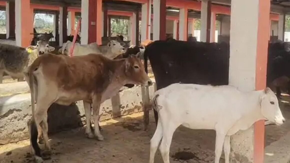 गौशालाओं में मिली कमियों पर डीएम सख्त: देखभाल में लापरवाही बर्दाश्त नहीं, हरिशंकरी-सहजन के पेड़ लगाने के निर्देश